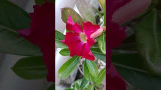 My pandemic babies are blooming/Red and pink adenium  #flowers #flowerlover #flower