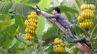 Собирайте большие бананы на рынок, продавайте, занимайтесь садоводством, выращивайте спаржу.