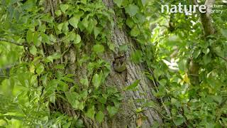 Green woodpecker struggling to exit nest hole before taking flight and leaving frame, Wales.