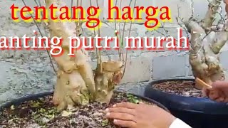 anting putri boggol besar tapi murah...