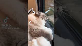 energetic cat 🐱 || nimbus_siberian #shorts #viral #cat