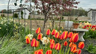 You will want to plant these bulbs this fall for a stunning spring garden from February-May