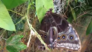 BUTTerfly Garden