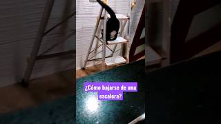 ¿Cómo bajarse de una escalera?Gatito gracioso #gatos#cats #funny #gracioso #animales#gatosgraciosos