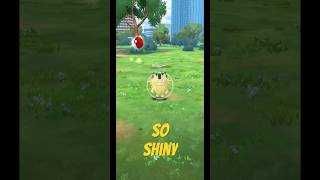 SHINY MEOWTH || EVOLUTION || POKÉMON GO ||