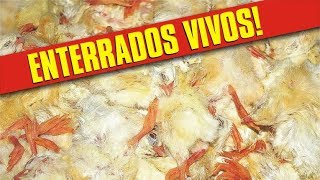 114 mil pintos enterrados vivos (enquanto funcionários riem!)!