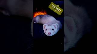 Sad Ferret 🔥🐭