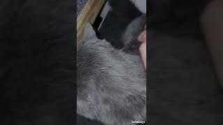 Playful kitten purring and biting camera