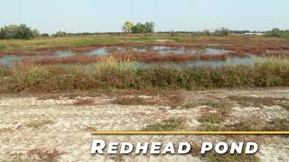 Redhead Pond on Fort Boise