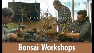 Open Bonsai Workshop working on Japanese Maple, English Elm, Chinese Ligustrum Juniper & more #199