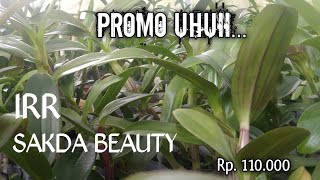 PROMO INDONESIA RAYA RED DAN SAKDA BEAUTY.. MANTAPP SOBAT.. HARGA 110.000