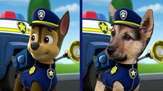 PAW Patrol in Real Life Щенячий патруль в реальной жизни