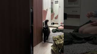 #memes #tiktok #video #ytshorts #приколы #видео #котики #кот