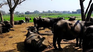 Riaz Dairy Farm || Dairy Farming in Pakistan || How to start Buffalo Farming in Punjab || Business