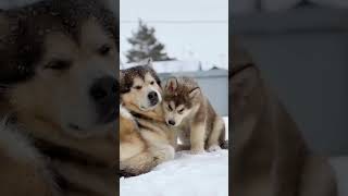 adorable ❤️ | Alaskan malamute | shorts