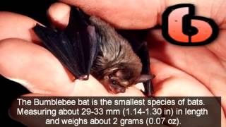 World's Smallest Animals