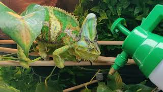 OmNom the Chameleon hates water sprayers!