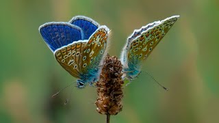 Butterfly & Moth Images 2023