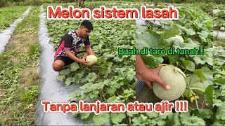 Melon sistem lasah, tanpa lanjaran atau ajir apakah bisa??