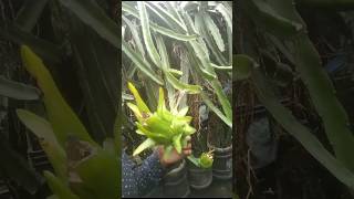 Israel yellow dragon fruit #garden #nature #plants #gardening #shorts #viral #viralshort  !