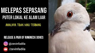 Melepas Sepasang Burung Puter Lokal