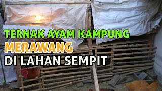 TERNAK AYAM KAMPUNG MERAWANG DI LAHAN SEMPIT.