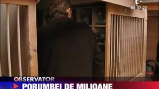 Porumbei vanduti la o licitatie in Belgia cu peste 13 milioane de euro 14 Jan 2011