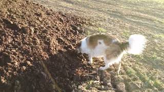 Eine Hundedame  parfümiert sich. Karakachan (Mix?I wälzt sich im Mist.