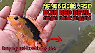 🔴 PANEN ‼ Mancing ikan red devil tepat di sarang nya