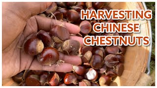 Harvesting Chinese Chestnuts 2021