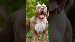 Top 5 Most Attacking Dog Breeds In the World 😱🔥 #shorts