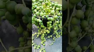 String of Pearls succulent #succulents #shorts#youtubeshorts