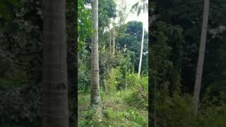 TV SULA Cari buah mangga jatuh di kebun pala #shorts