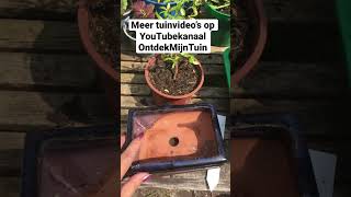 Bonsai pot voor mijn nieuwe bonsai boom #bonsai #beginner