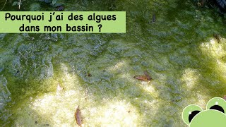 Pourquoi j'ai des algues dans mon bassin ?