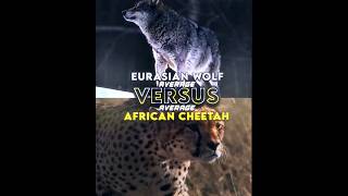 African Cheetah Vs Eurasian Wolf