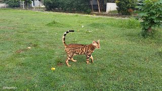 kucing Bengal Umur 7 bulan Sudah Sebesar Ini😱😱