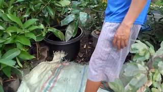 Proses karantina sebelum bibit black sapote siap kirim | Gradaz Farm