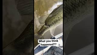 WHAT happened to this fish?? #bassfishing #shortsvideo #fishing #fishingvideos #shorts #trending