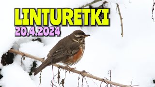 Linturetki 20.4.2024 - Toikansuo & Kourulanmäki