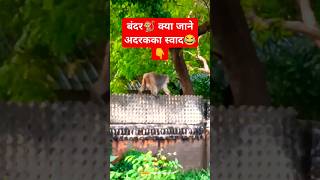 बंदर🐒 क्या जाने अदरकका स्वाद😂😂 #monkey #funny #shorts #comedy #funnuanimals #youtube #yt #video