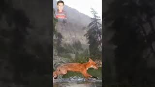 Brown Fox In Cold River In Mountain Range