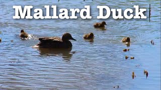 Mallard Duck | Fast Field Guide