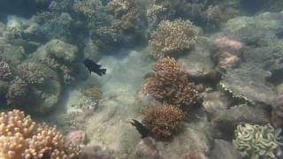 Snorkeling outside Airlie Beach in Australia