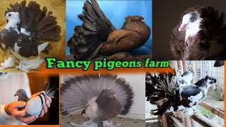 Amazing Pigeon Mansion: Luxury Life of Fancy Birds on My Farm | drb fancy pigeon