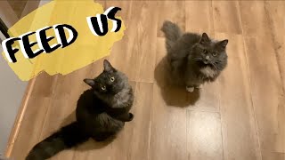 Cat VS Kitten DEMANDING Food | Meal Times