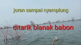 mancing belanak ditambak bedah pelabuhan Kendal, joran sampai ditarik ikan.