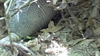 Armadillos in My Backyard, Windsor Lakes, The Woodlands, Tx