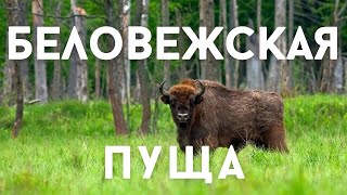 Беловежская пуща. Зубры. Меня атаковала лошадь