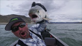 Lake ROOSEVELT Trophy Kokanee & Trout! | Planer Boards, Bait & Trolling Techniques | PART 2 of 2